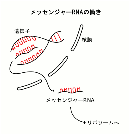 å󥸥㡼RNAƯ