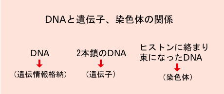 DNAと遺伝子、染色体の関係