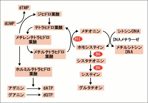 葉酸の代謝経路